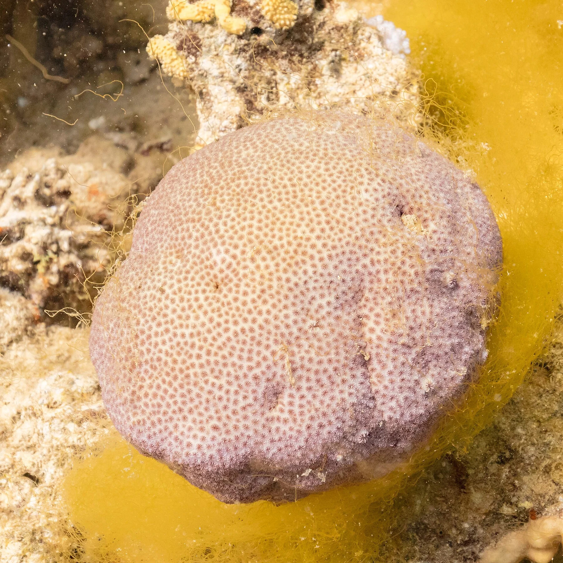 Corail Dipsastraea favus dans le parc national de Ras Mohammed