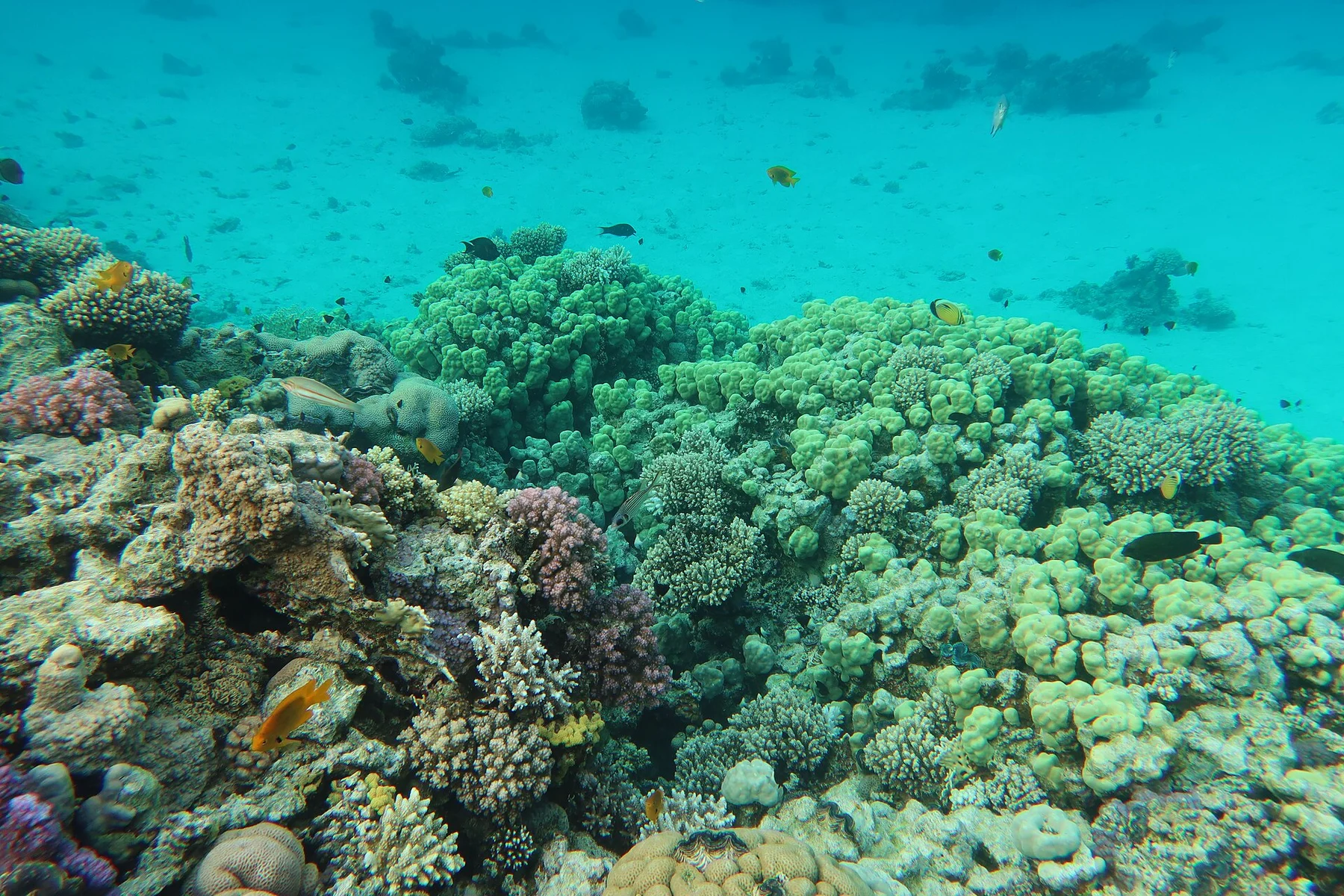 Récif corallien et poissons dans la baie de Charm el-Maya