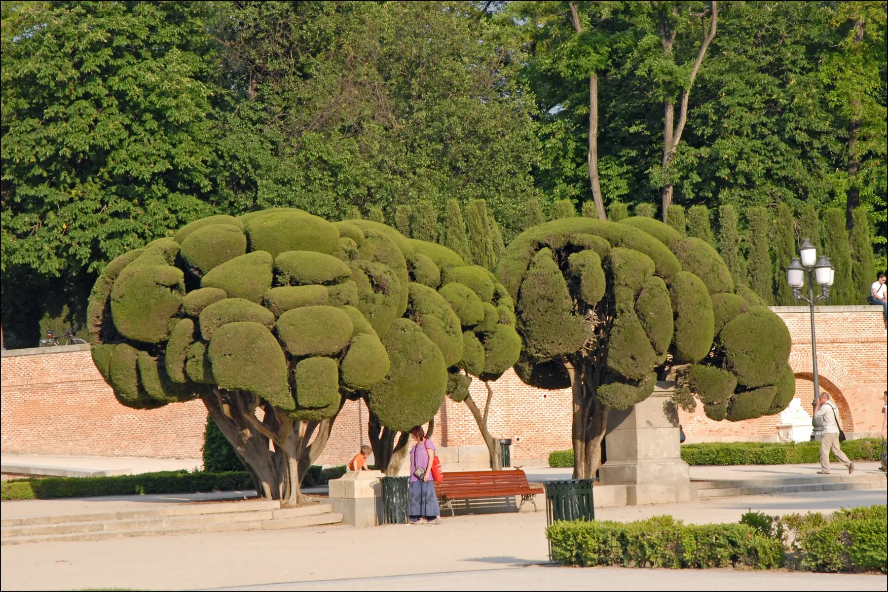 Arbres taillés et allées du parc du Retiro à Madrid