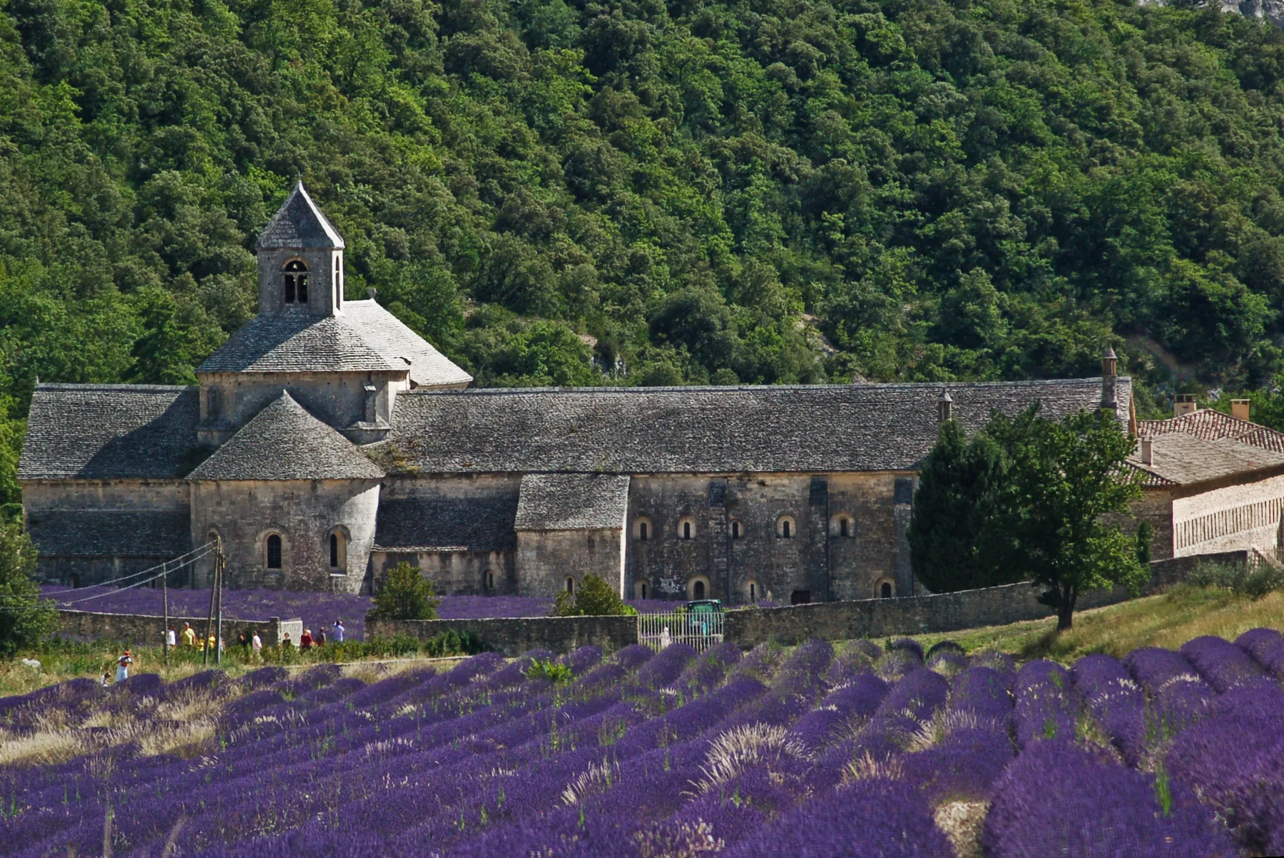 Abbaye de Sénanque et champ de lavande