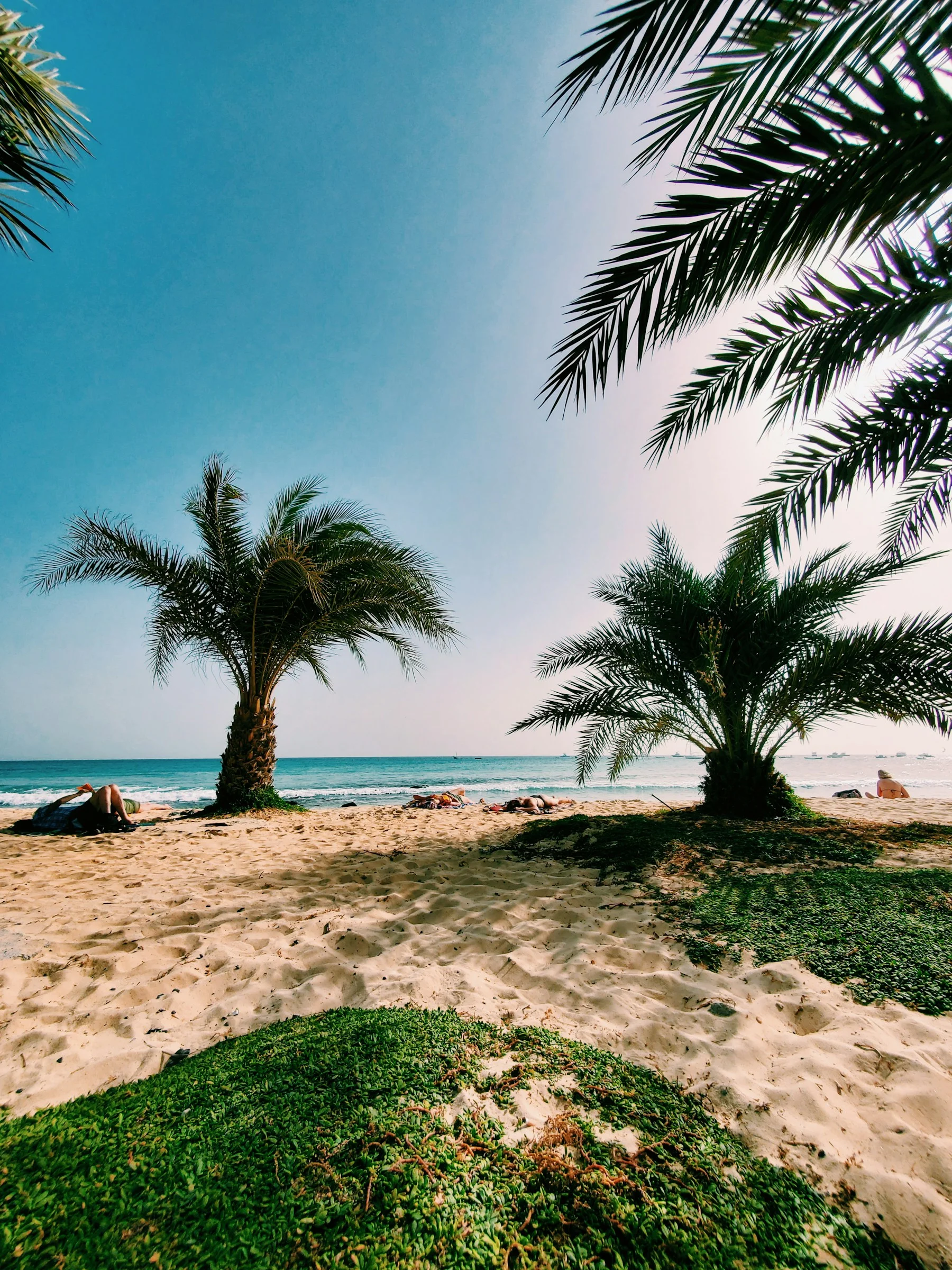 Palmier et plage de sable sur l’île de Sal, au Cap-Vert.